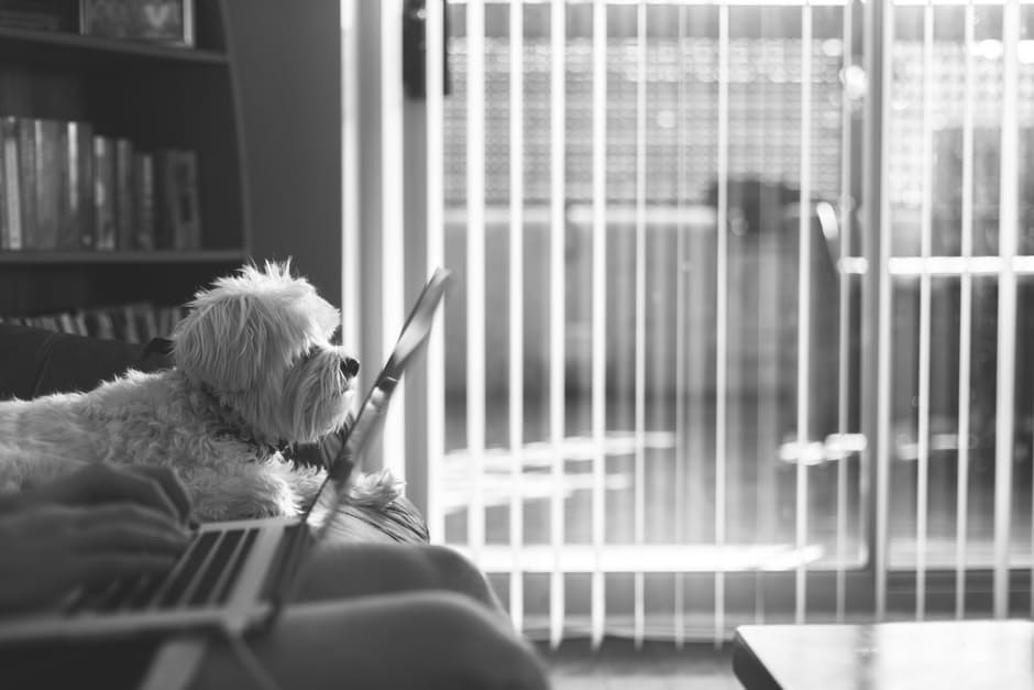 Keep your pets away from laptop