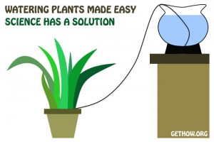 How to Water Your Home Plants in Absence