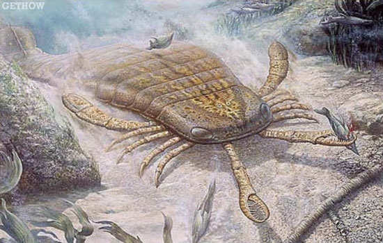 Giant Sea Scorpion