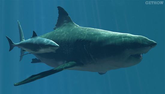 Megalodon Shark