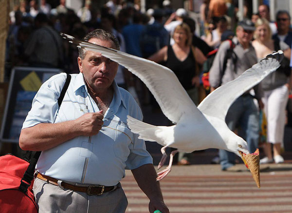 Seagull Takes Ice-Cream