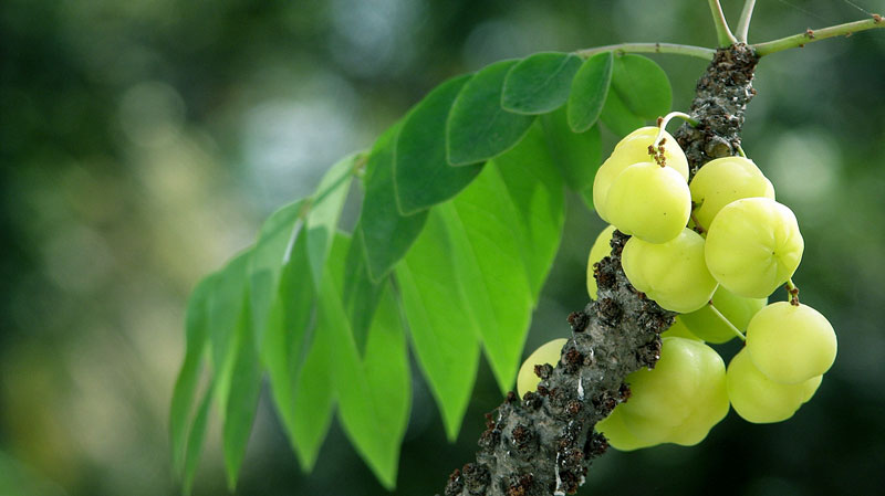 Indian Gooseberry