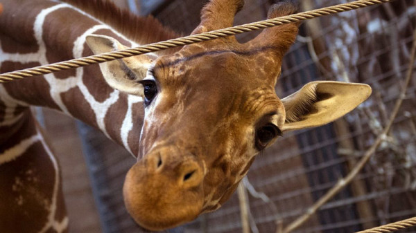 The Internet Reacts: Did Marius the Giraffe Have to Die?