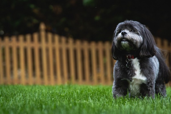 How to Make Your Garden and Yard Safer Places to Spend Time In