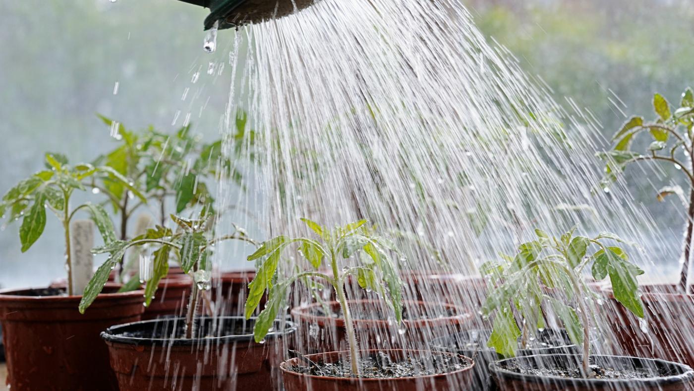 How to Water Plants in Hot Weather?
