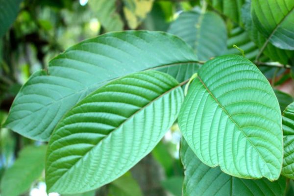 Kratom a Relative of Coffee That Kills Pain