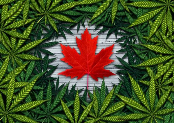 A Word About the Canadian Cannabis Stocks