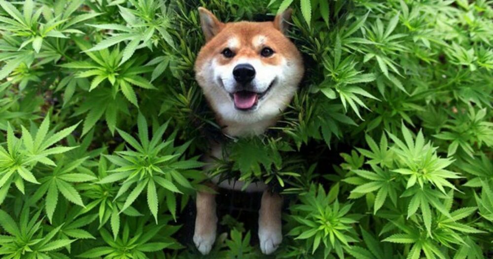 CBD for Healthy Dog