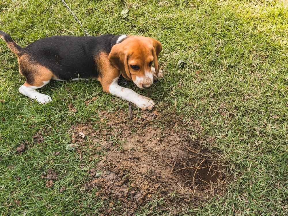 How do I stop my puppy digging up the garden?