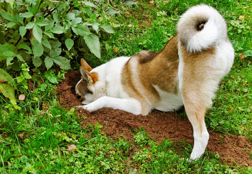 how do you stop a dog from digging in the garden