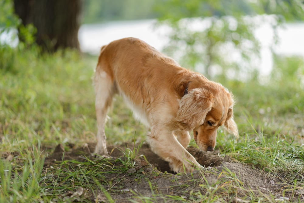 Puppy digging up the garden