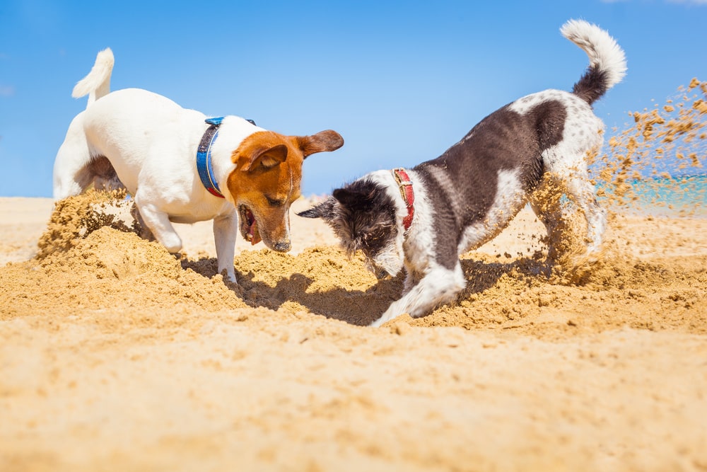 Why do dogs love to dig?