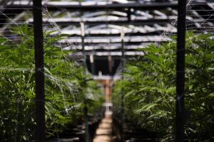 4 Things to Know About Commercial Cannabis