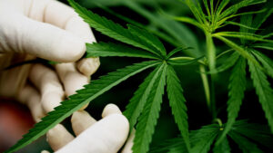 9 Reasons Why Marijuana is Not as Innocent as Some Portray it to Be